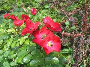 Garden, roses