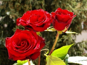 roses, Garden, Red