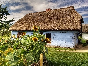 garden, hut, Sierpc, Nice sunflowers, Skansen