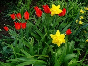 Tulips, Garden, Daffodils
