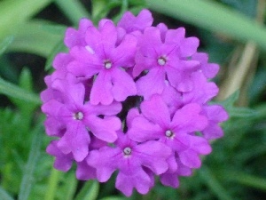 Verbena garden, Violet