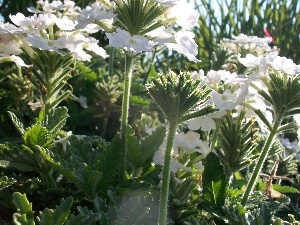 Verbena garden, White
