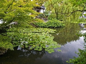 Garden, Pond - car, Water lilies