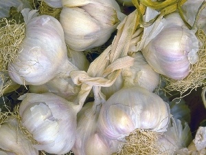 garlic, heads