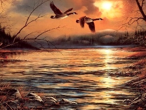 water, geese, Canadian, west, Terry Avon Redlin, sun