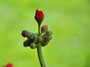 geranium, bud