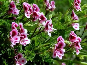 geranium, English, Colourfull Flowers