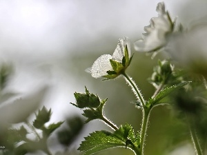 geranium, Colourfull Flowers, White