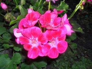 geranium, Pink