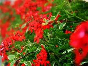 geraniums, Red