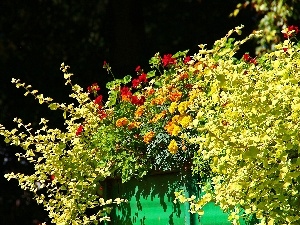 Tagetes, geraniums, Flowers