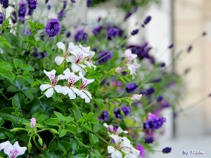 geraniums, lavender, White