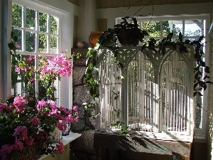 windows, geraniums, veranda