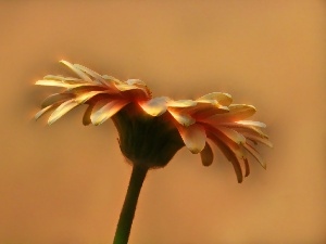 Gerber, flakes, Colourfull Flowers