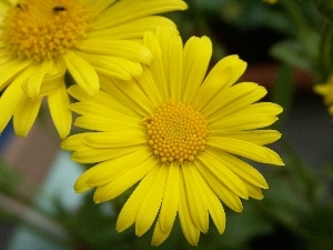 Gerber, Colourfull Flowers, Yellow, spring