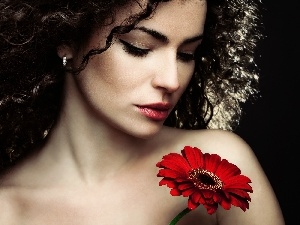 Gerbera, brunette