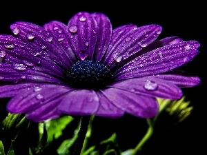 Gerbera, drops, Colourfull Flowers