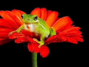 frog, Gerbera, Green