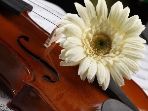 Gerbera, Tunes, instrument, musical