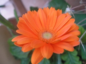 Gerbera, Orange