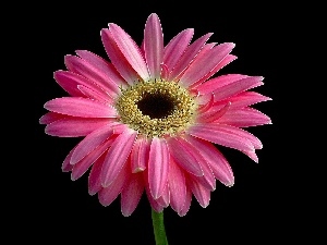 Gerbera, Pink