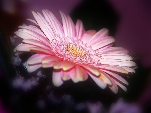 Gerbera, Pink