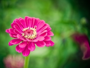 Gerbera, Pink