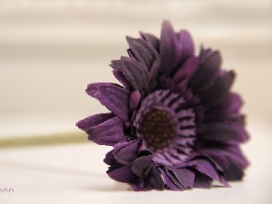 Gerbera, Violet