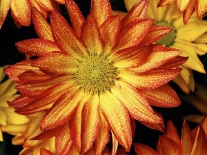 gerberas