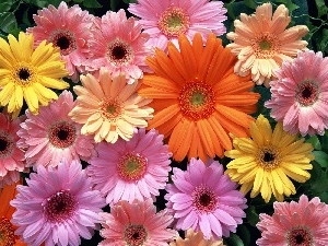 gerberas, color