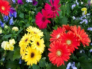 gerberas, color