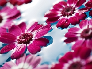 gerberas, water, heads, flowers