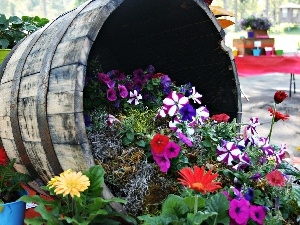gerberas, Flower, barrel, petunias, composition