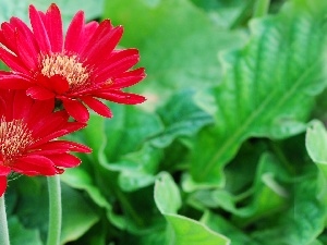 gerberas, Red