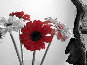 Red, gerberas, White