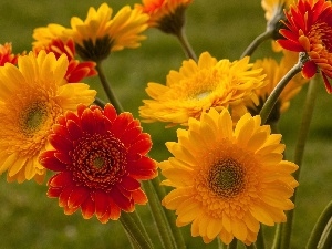 Red, gerberas, Yellow