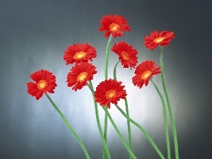 gerberas, Red