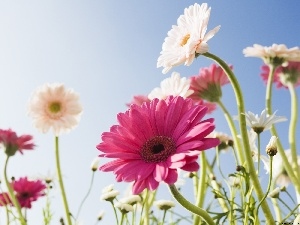 gerberas