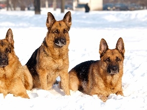 German, Shepherds, winter, Three
