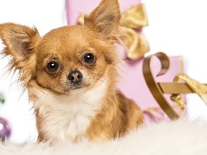 Chihuahua, gifts, doggy