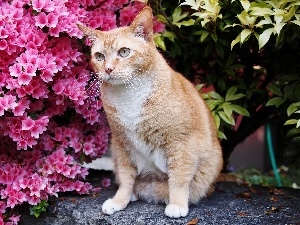 ginger, Forest, cat, Flowers, Norwegian