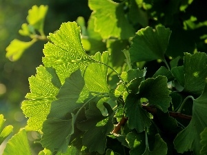 Leaf, Ginkgo Japanese