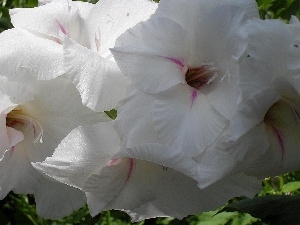 Gladiola, White