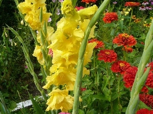 gladioli