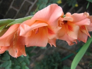 gladiolus, peach