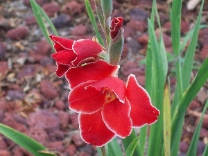 gladiolus, Red