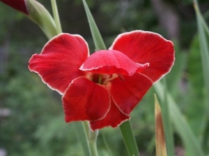 gladiolus, Red