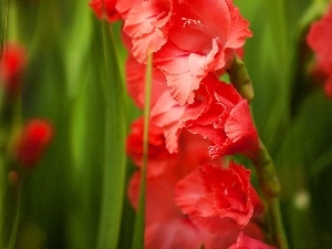 gladiolus, Red