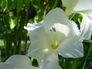 gladiolus, White