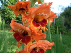 Yellow, gladiolus, orange